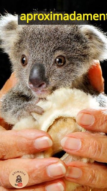 Los Koalas nacen del tamaño de una almendra #shots #documentalanimal #misteriosnaturales