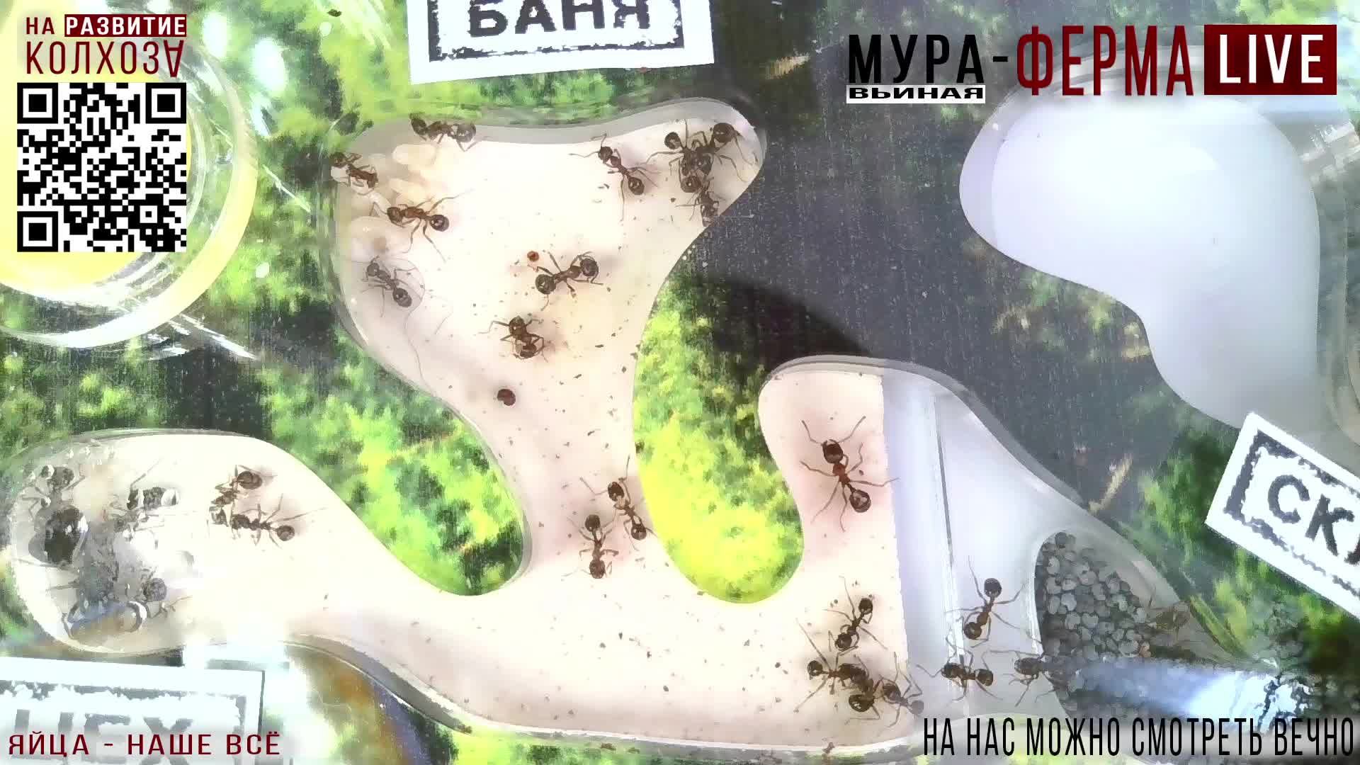 МУРА-ферма LIVE.Бункер 23.Распродажа яиц (по 135р/дес)! Муравьиная ферма!Муравьи Жнецы.+радио "Мураш
