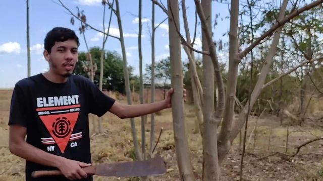 Moringa oleífera