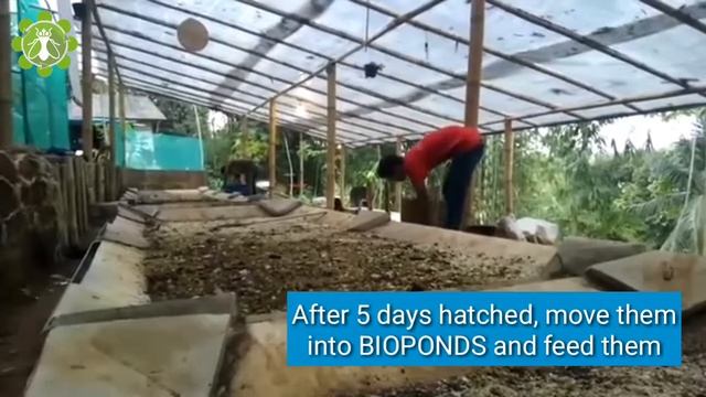 #7. BSF I BLACK SOLDIER FLY Cycle