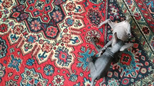 VID_20250312_170508.mp4