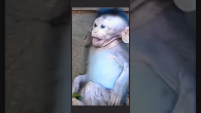 Неподражаемая мимика и яркая эмоциональность! Браво, Little monkey!1000038138.mp4