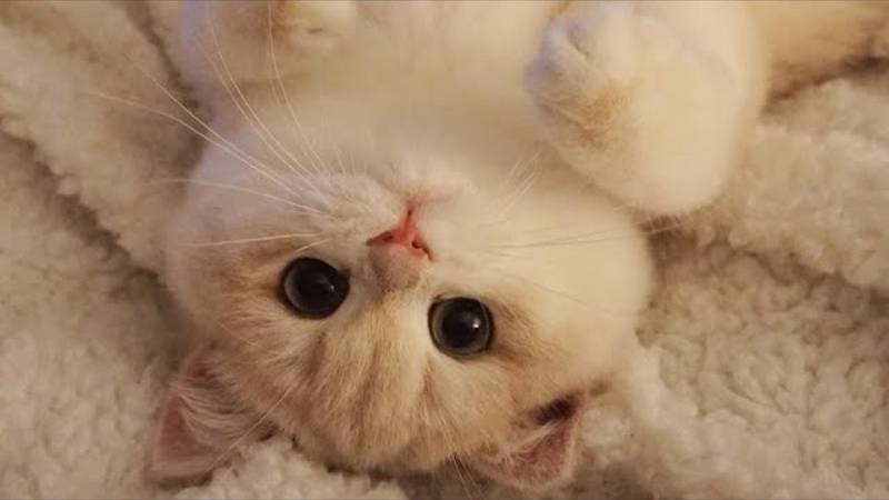 😂 Самые смешные видео с кошками 😺🐶 🥰😹 Подборка веселых животных