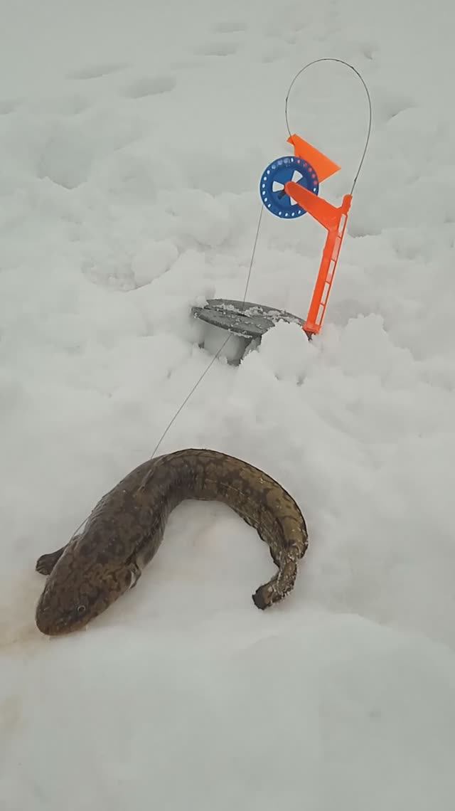 Первый налим 🦈🦈🦈 на закрытие сезона.