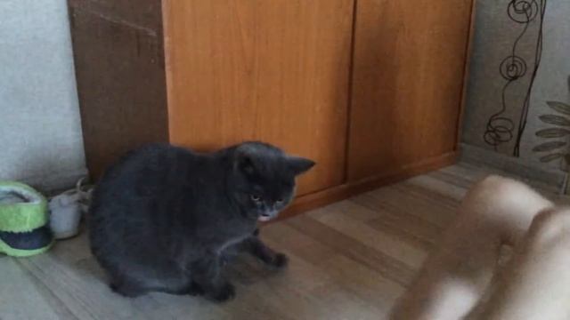Дрессировка кота и суслик