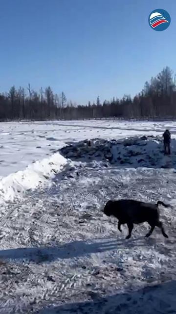 Бизоны в Олёкминске: новый пункт «Намана» открыл двери для редких животных