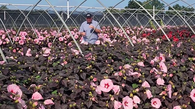 Easy Garden Color - All You Need To Know About Hardy Perennial Hibiscus & Our TOP 12 Selections 👏😋👍