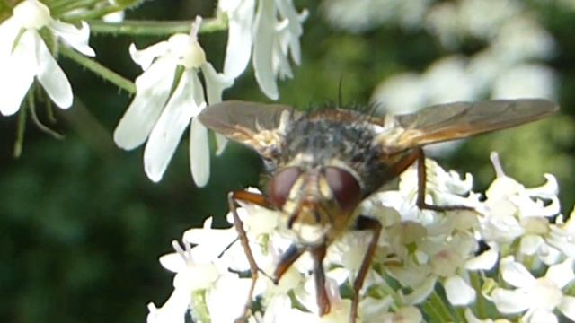 Tachinid flies - Tachina fera -  Sníkjuflugur - Skordýr - Flugur - Blómafrjóvgun