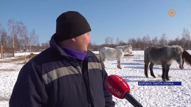 Эдэр сылгыһыт Евграф Кривошапкин.