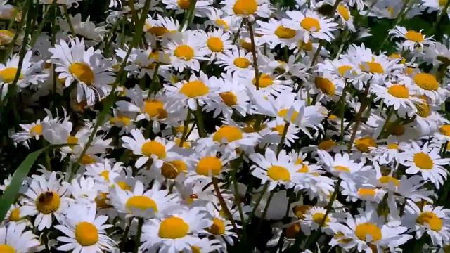 Daisy Bush