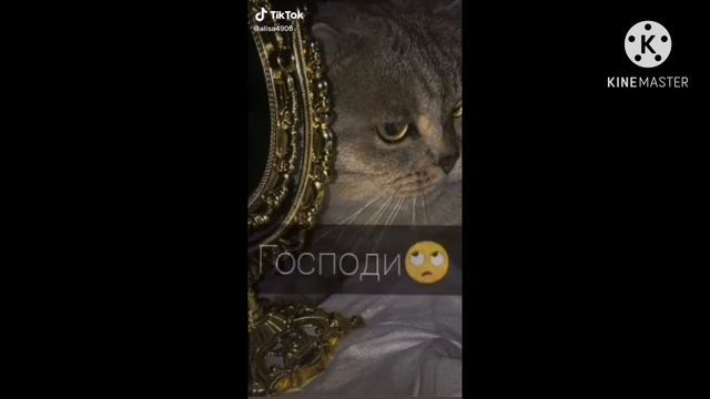 Тик токеры научили меня хамить
