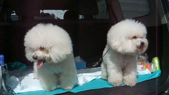 Bichon Frise Japan!! Chanpion　daidai& spike  2010/3/14