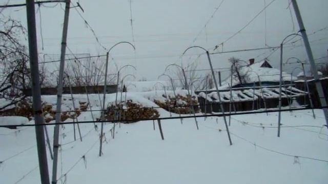 ПЕСТИЦИДЫ #болезнивинограда #обработкавинограда