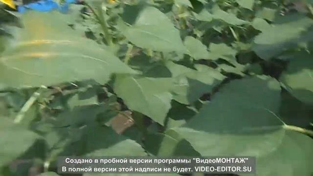Уборка  пшеницы , после дождей !  3 класс .