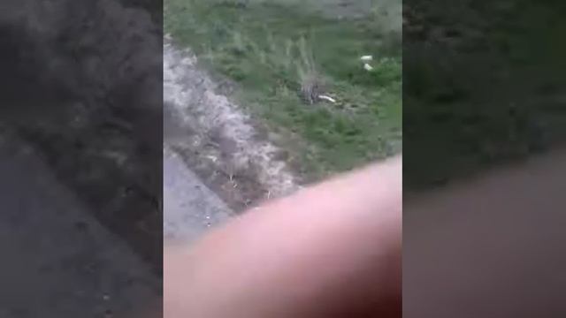 Я иду на кафе чтобы купить чыпсы
