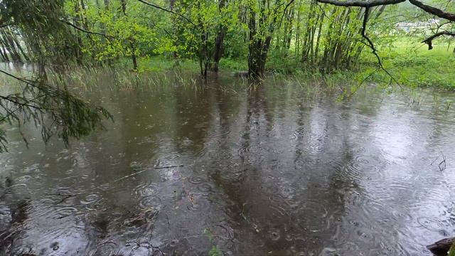 Лужа летнего дождя. Пение прекрасных птиц на природе. Видео для успокоения.