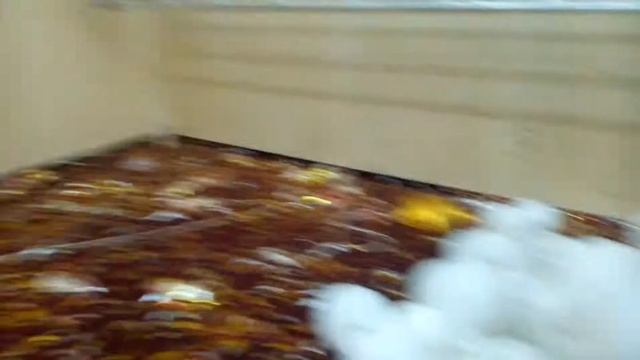 Шахритуз