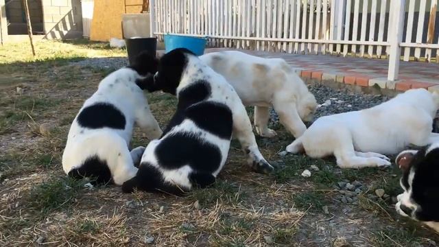 छोटे पिल्ले खेल रहे हैं l Little puppies are playing