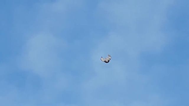 серпастые голуби для души