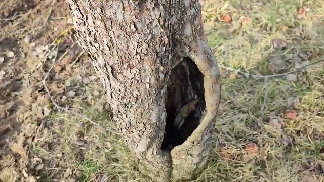 Гусеничный минитрактор вышел из зимней спячки.