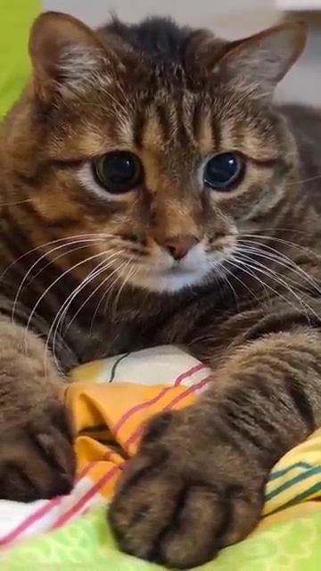 🔴  Имей честь и гордость🙄🤔🙏🤣 #котики #омархайям #цитаты