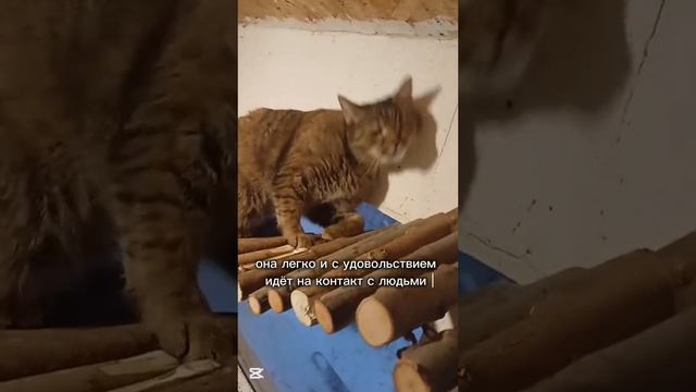 Шанель ищет дом