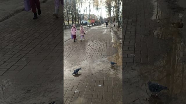 ярославль 08.03.2025 8 марта ! уточки