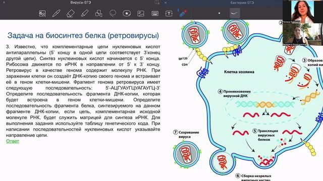 Вирусы и бактерии