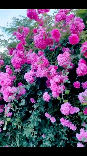 #flower short #BFE &¥$....