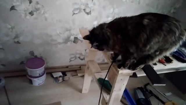 Кошка помогает