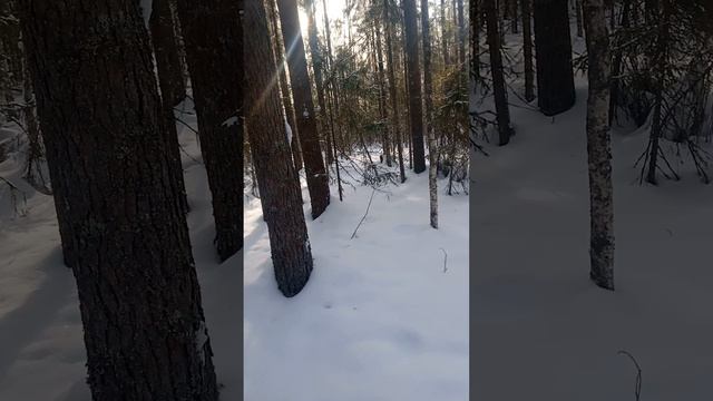 тот же день ,за чагой