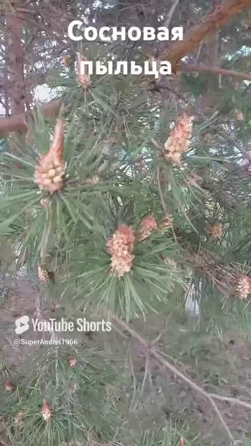 Сосновый цвет с мёдом.mp4