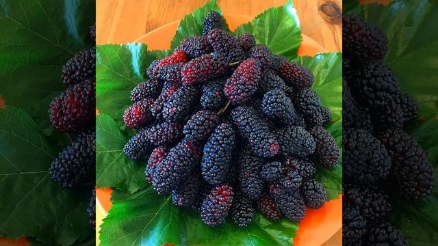 Шелковица