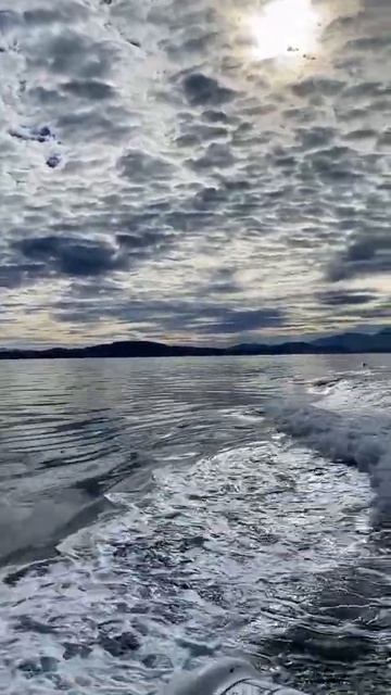 Ending the day in Telegraph Cove with a group of special buddies 🐬