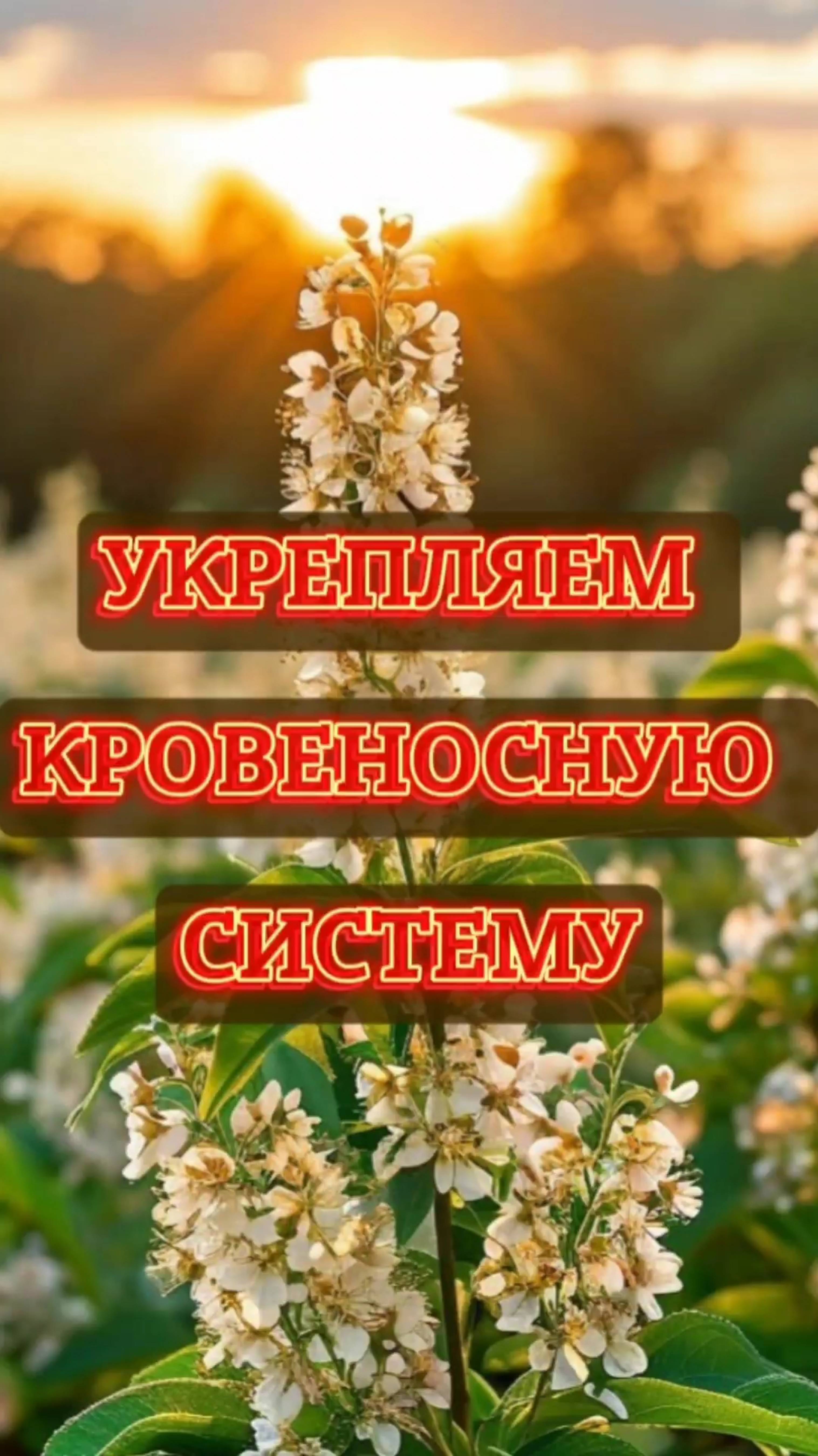 2025-03-12-184148650Укрепляем кровеносную систему.