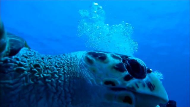 Mike T   Pepe The Turtle