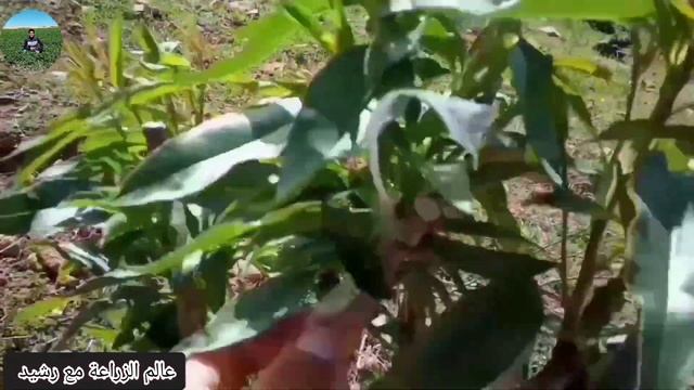 تسريع نمو شجرة اللوز  بعد التطعيم (الحلو-المر) بالعين
