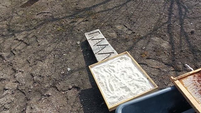 Как приучить пчёл к поилке.