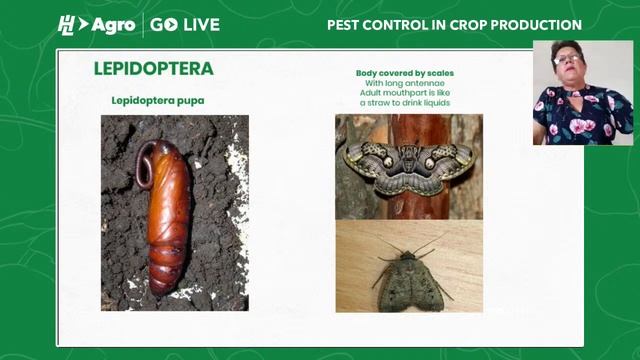 H&L  Agro - Pest Control in Crop Production