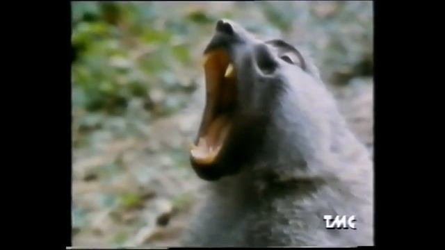 Among the wild chimpanzees  "Gombe Stream NP,  Kigoma Region/Tanzania" (NGS-WQED)