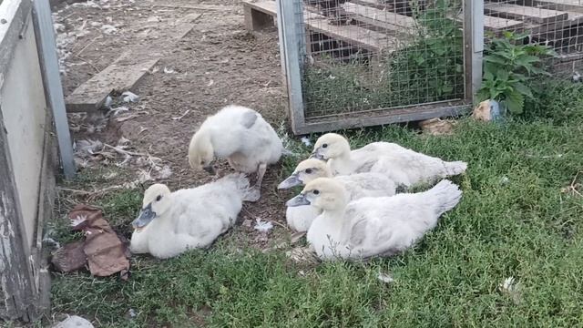 Мускусные утята окраса лаванда