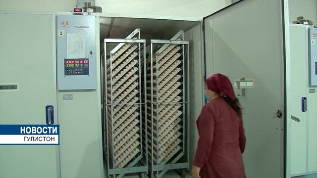 Президент Таджикистана посетил ООО «Мурги аълосифат» («Птица высшего качества»).