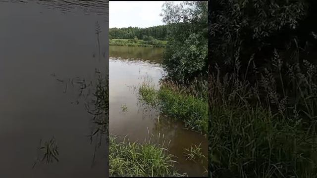 черепаха на Оке