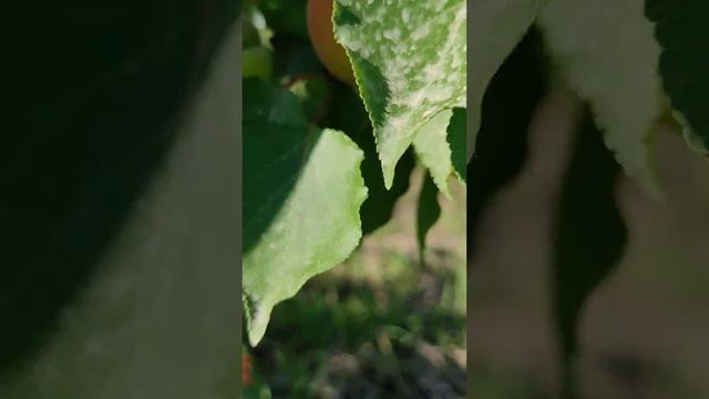 pritsiya o'rigi pishib yetildi. 27-aprel.2023 yil. абрикосы приция созрели. Узбекистан 27-апреля