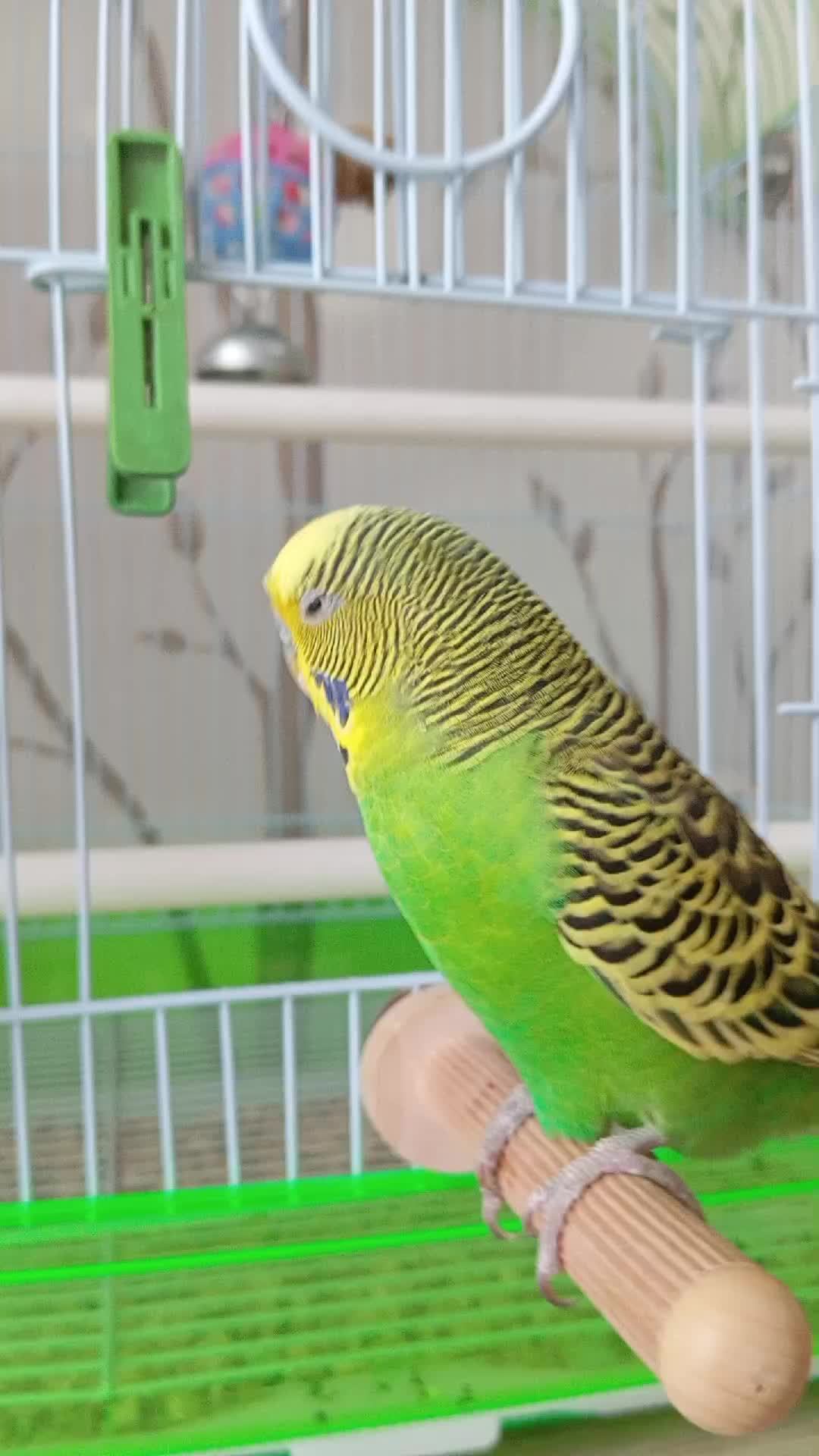 Кеша ♥️