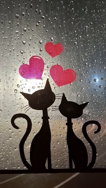 Кошечки и дождь😁🐈⬛