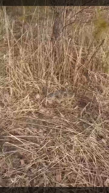 🐍Из-за теплой погоды раньше времени проснулись гадюки🐍