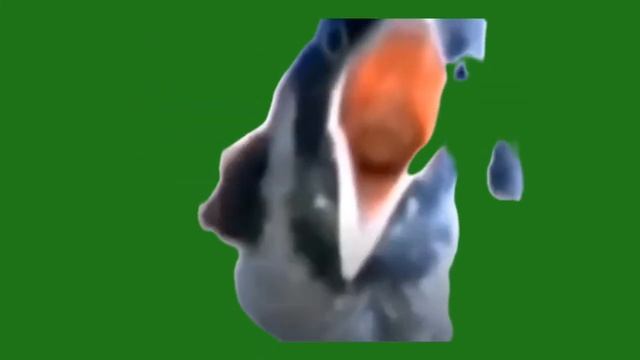футаж ворона кричит и говорит
