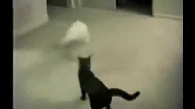 Животная любовь. Кот циркач
