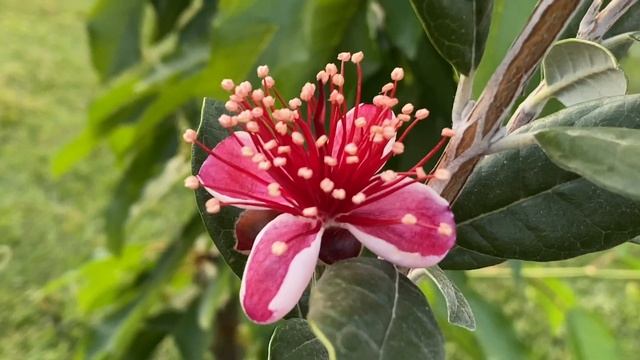 The Tastiest Flower on Earth! (Pineapple Guava - Feijoa)